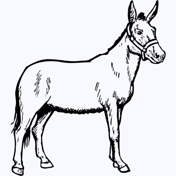 BURRO002 Thumbnail