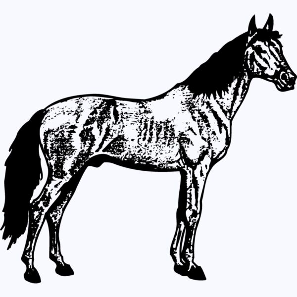 HORSE014 Thumbnail