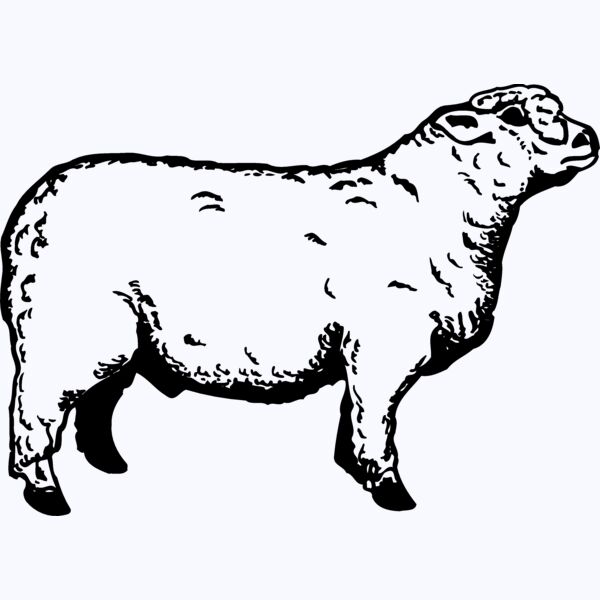 SHEEP011 Thumbnail