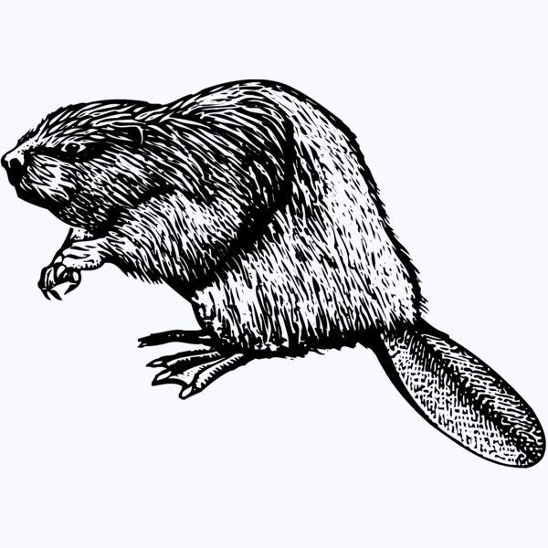 BEAVER01 Thumbnail