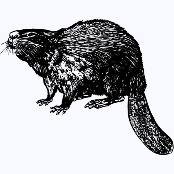 BEAVER02 Thumbnail