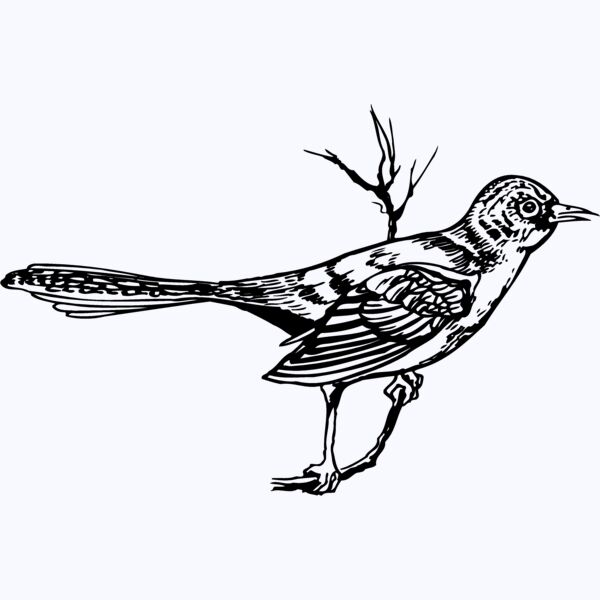 BIRD028 Thumbnail