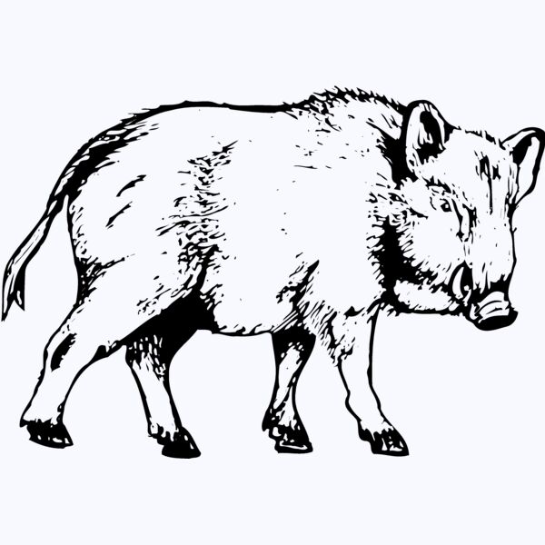 BOAR0003 Thumbnail