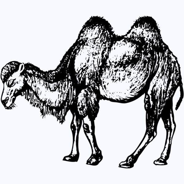 CAMEL002 Thumbnail