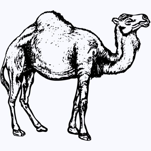 CAMEL004 Thumbnail