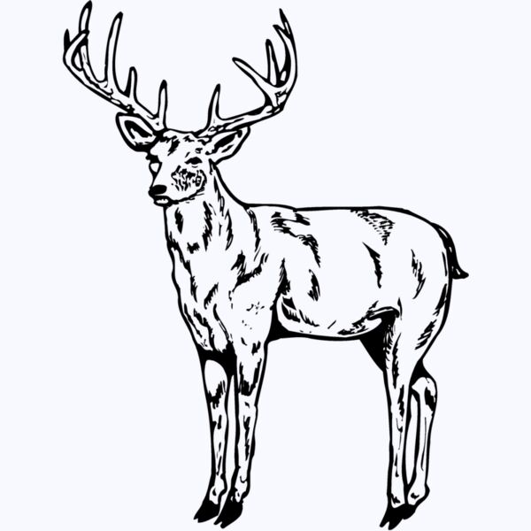 DEER021 Thumbnail