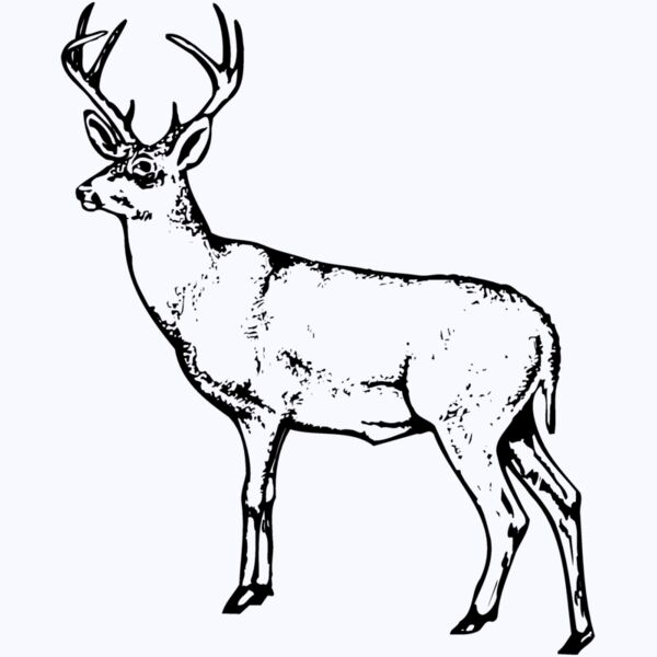 DEER026 Thumbnail