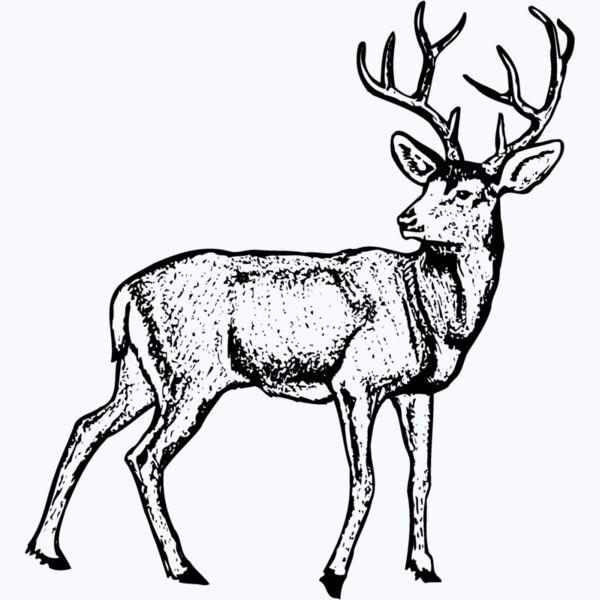 DEER029 Thumbnail