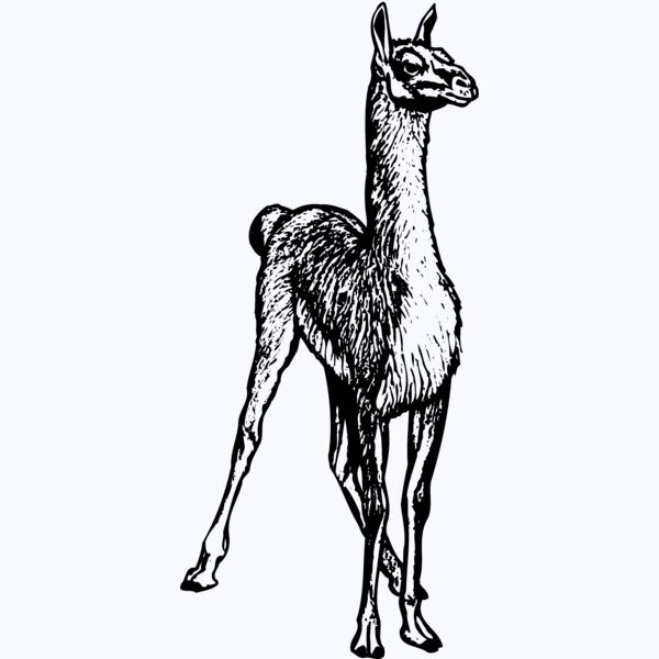 LLAMA001 Thumbnail