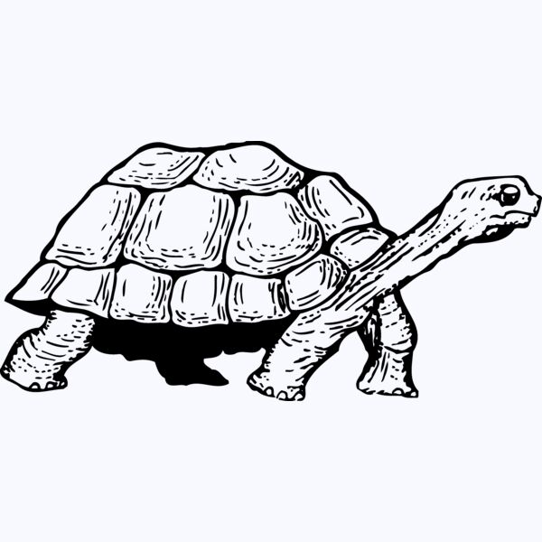 TURTLE01 Thumbnail