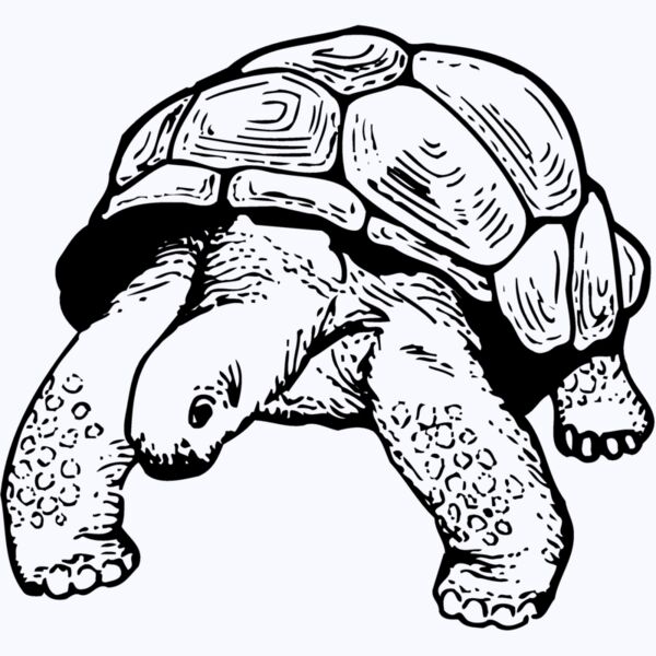 TURTLE02 Thumbnail